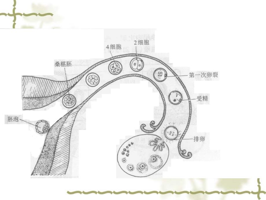 [医学保健]妊娠滋养细胞疾病人的护理_第4页