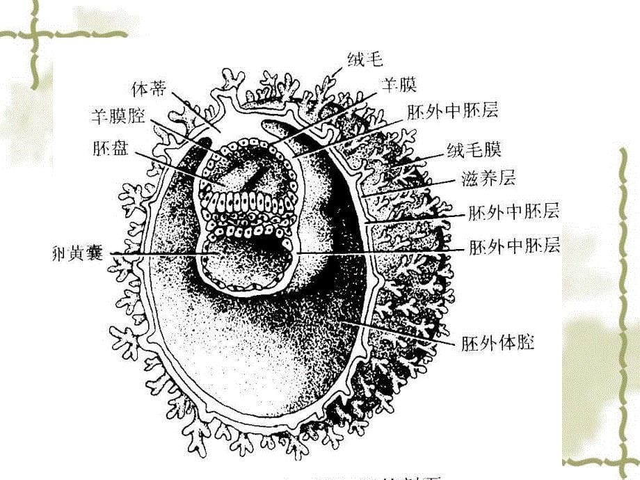 [医学保健]妊娠滋养细胞疾病人的护理_第5页