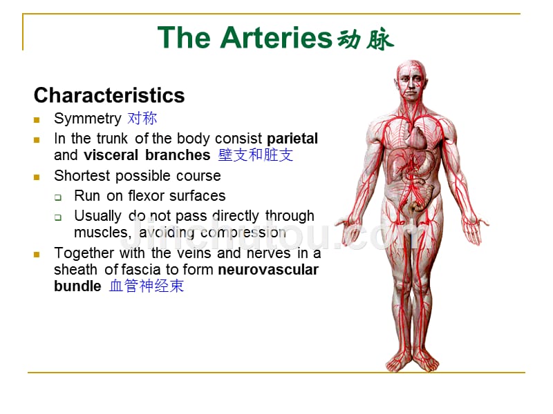 [医学保健]The Arteries动脉_第3页