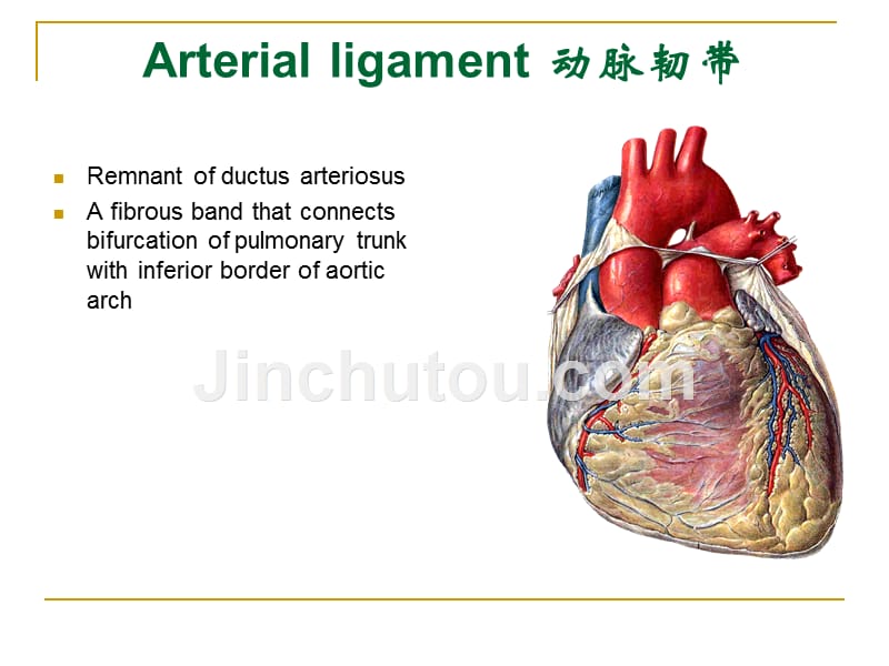 [医学保健]The Arteries动脉_第5页