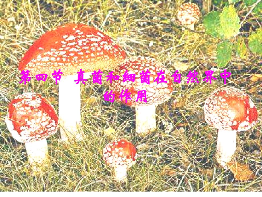 七年级生物动物在生物圈中的作用1(1)_第1页