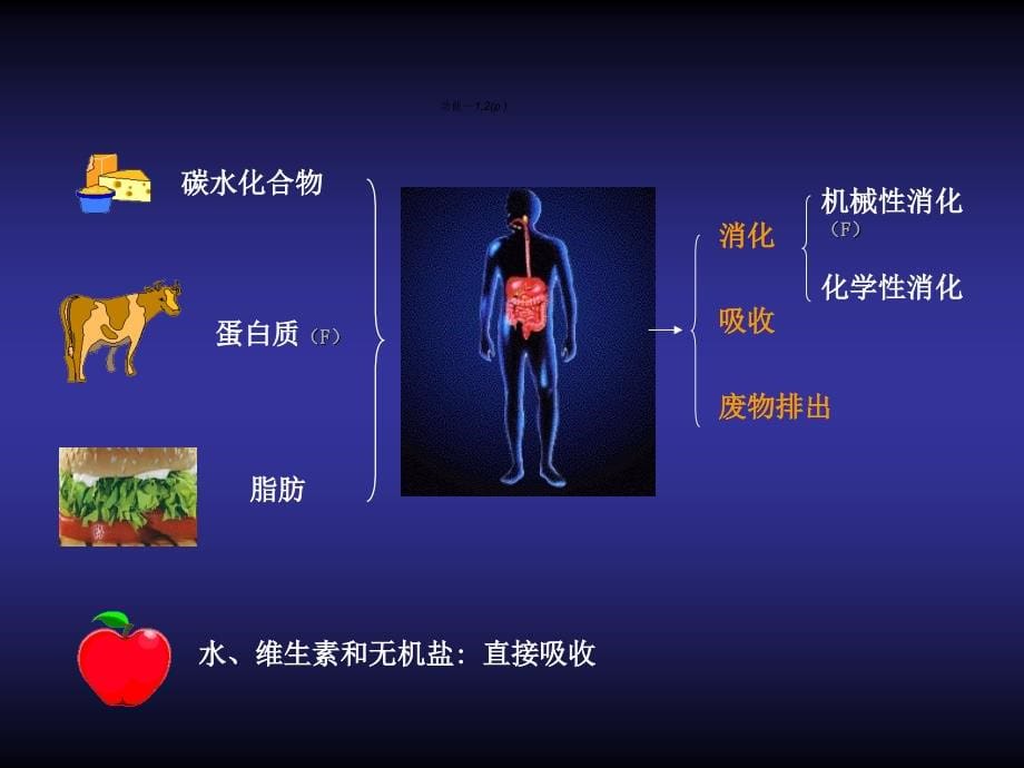 [医学保健]消化系统_3928_第5页