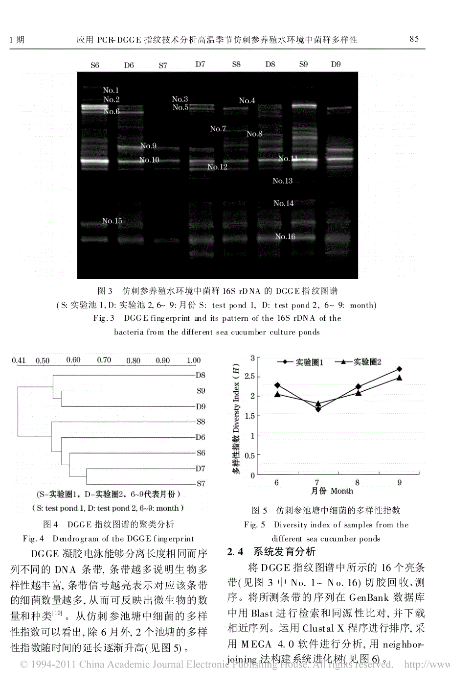 应用PCR-DGGE 指纹技术分析高温季节仿刺参养殖水环境中菌群多样性_第4页