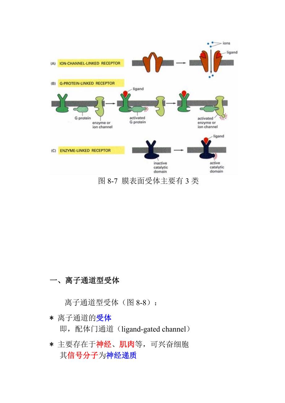 第二节 膜表面受体介导的信号转导_第2页