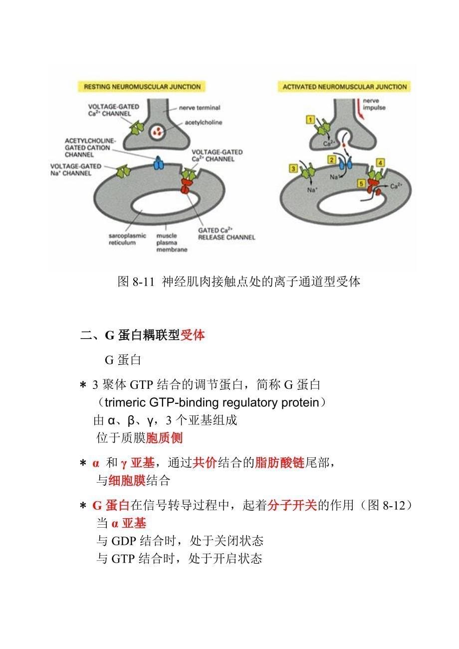 第二节 膜表面受体介导的信号转导_第5页