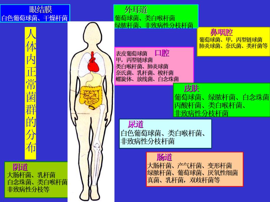 微生物分布、种类及关系_第4页