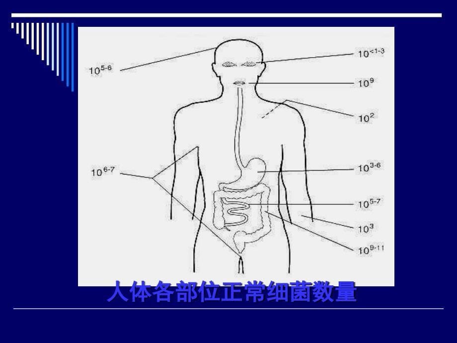 微生物分布、种类及关系_第5页