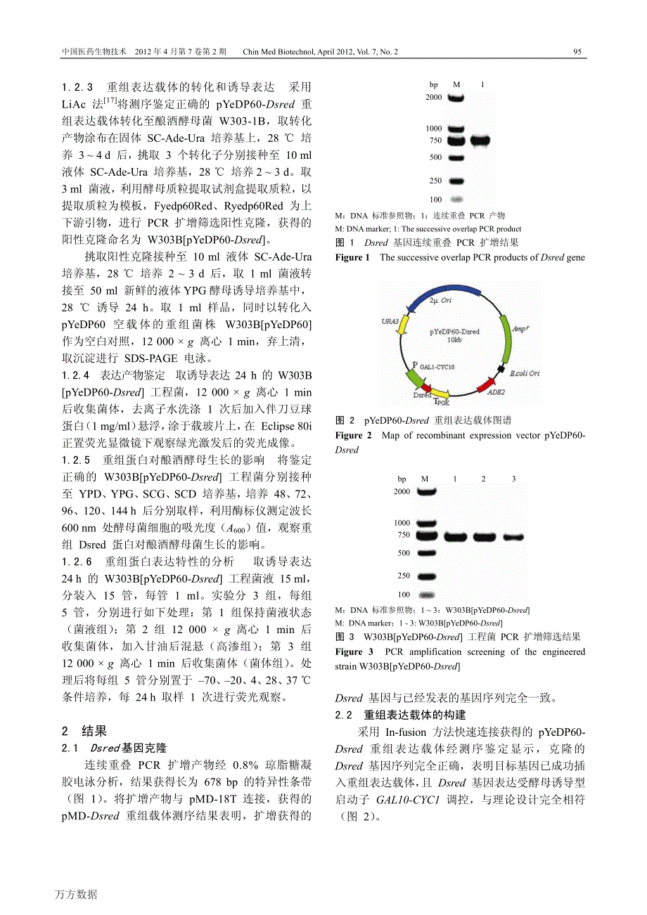 红色荧光蛋白在酿酒酵母中的表达特性研究_第3页