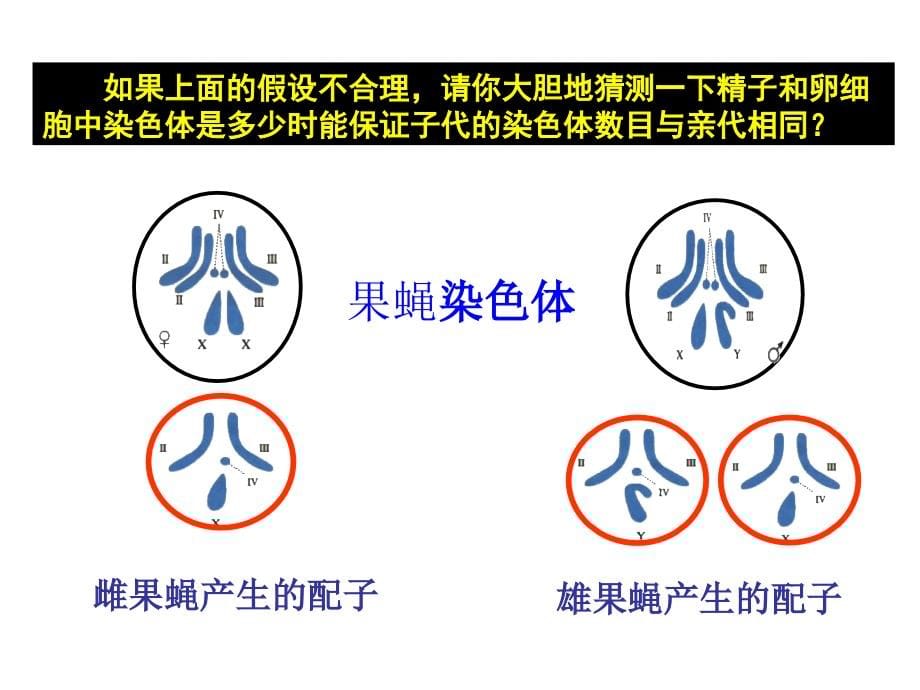 减数分裂---省级示范性高中所用教学课件_第5页