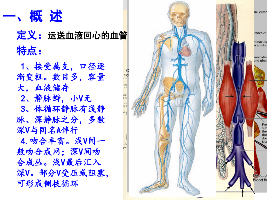 系统解剖学精品-静脉课件_第2页