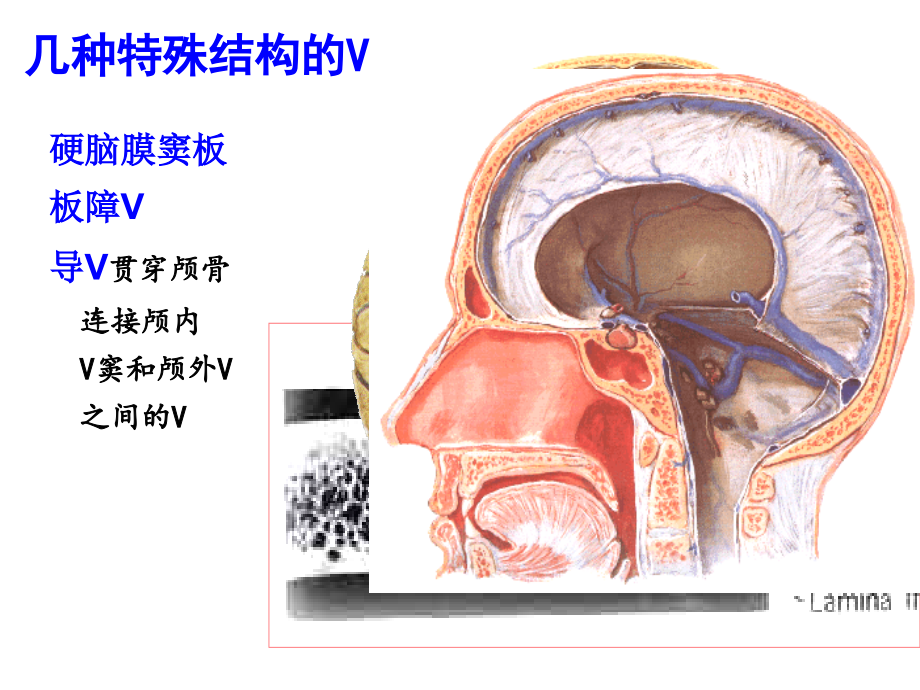 系统解剖学精品-静脉课件_第3页