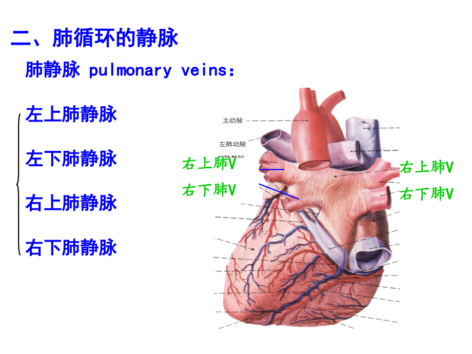 系统解剖学精品-静脉课件_第4页