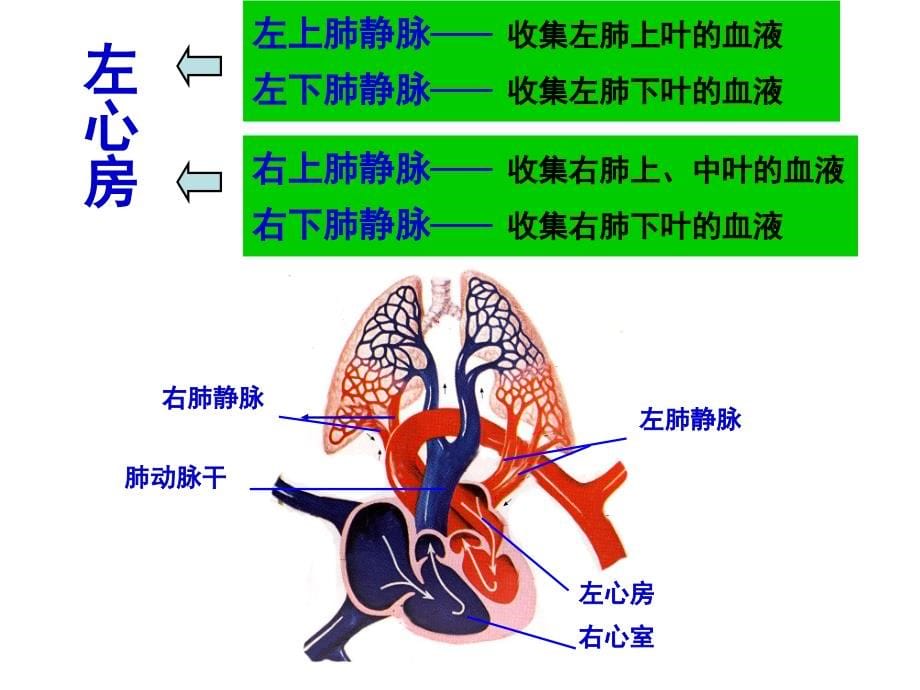 系统解剖学精品-静脉课件_第5页