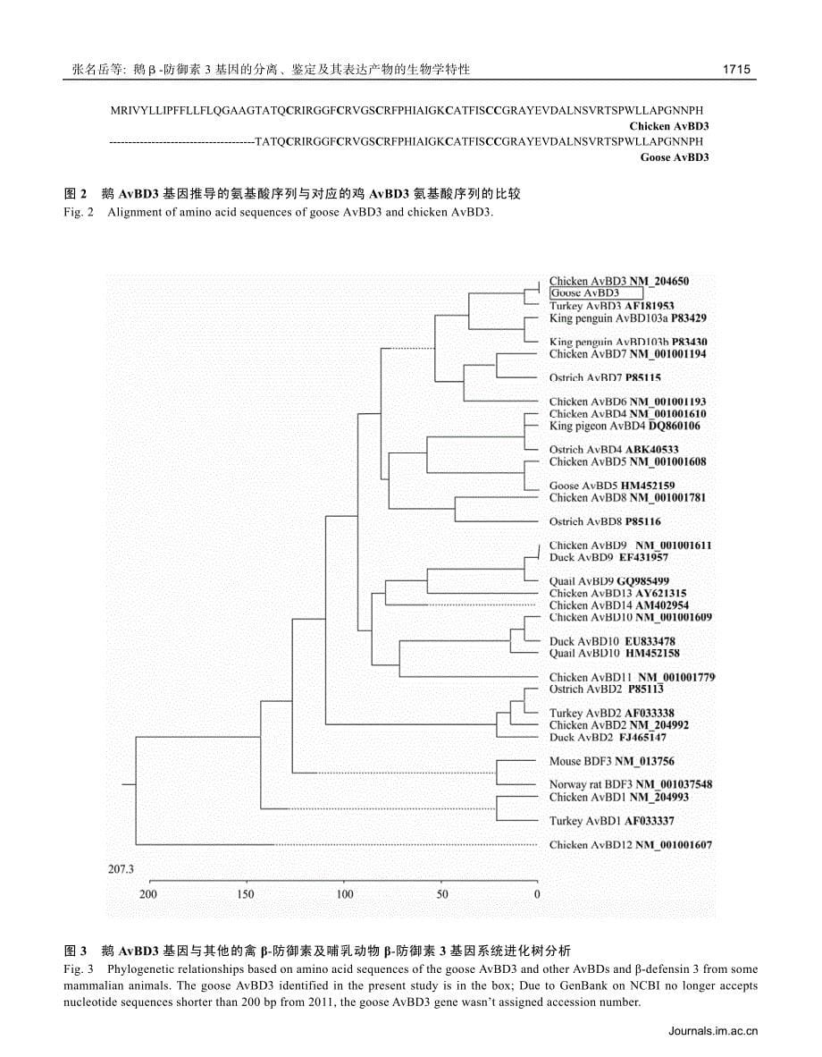 鹅β-防御素3基因的分离、鉴定及其表达产物的生物学特性_第5页