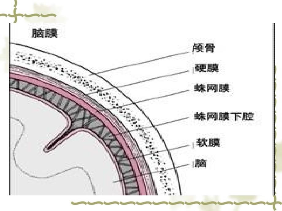 儿童生长发育评估PPT课件_第3页