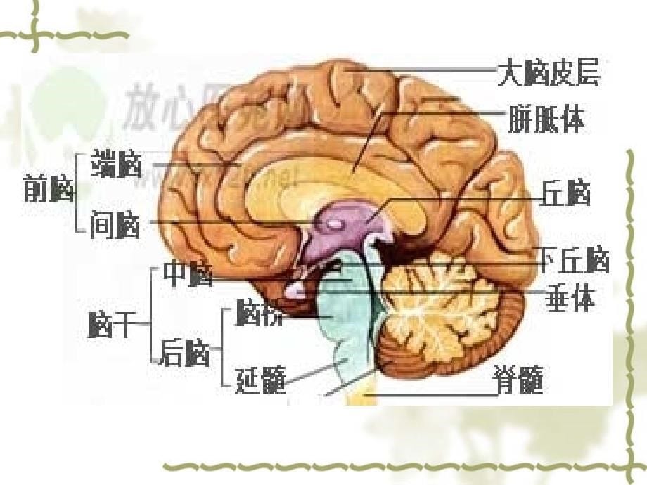 儿童生长发育评估PPT课件_第5页