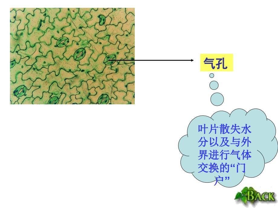 绿色植物与生物圈中的碳氧平衡绿色植物与生物圈中的碳_第5页