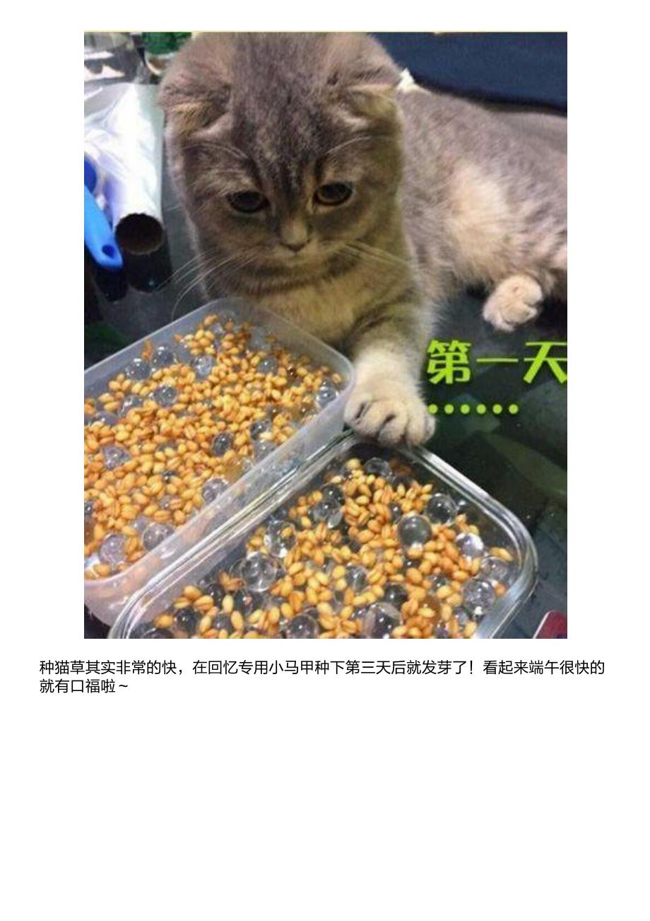 失算!主人种了猫草给小猫吃,却忘了家里还有一只吃货狗狗!_第3页