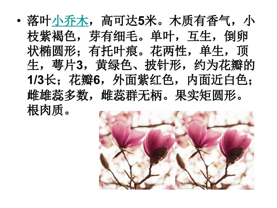 花的种类：木兰花_第2页