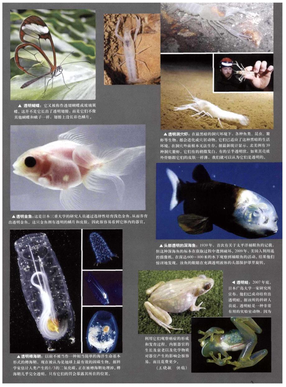 世界上110种怪异的透明生物_第2页