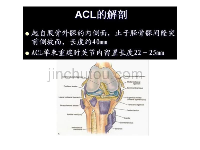 关节镜下韧带重建术概要1_第2页