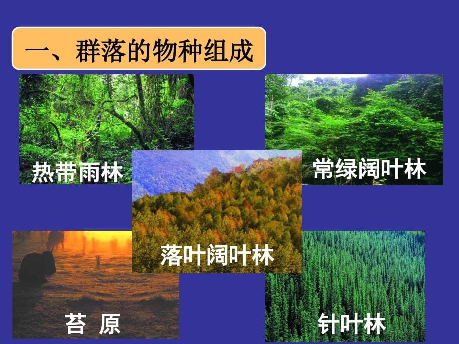 4.3：《群落的结构》(实在是好用)_第5页