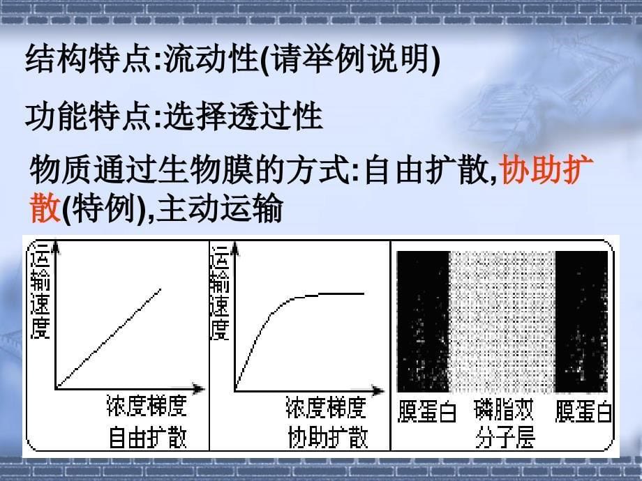 高中生物细胞的结构和功能复习课件_第5页