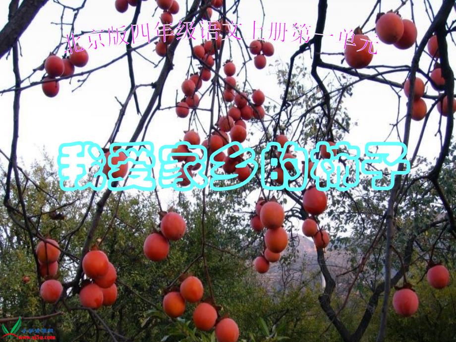 (北京版)四年级语文上册课件我爱家乡的柿子_第1页