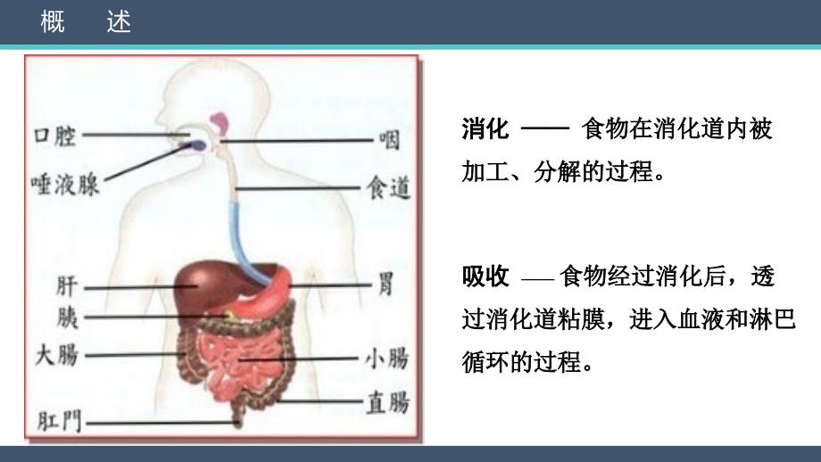 消化系统-医学课件_第3页