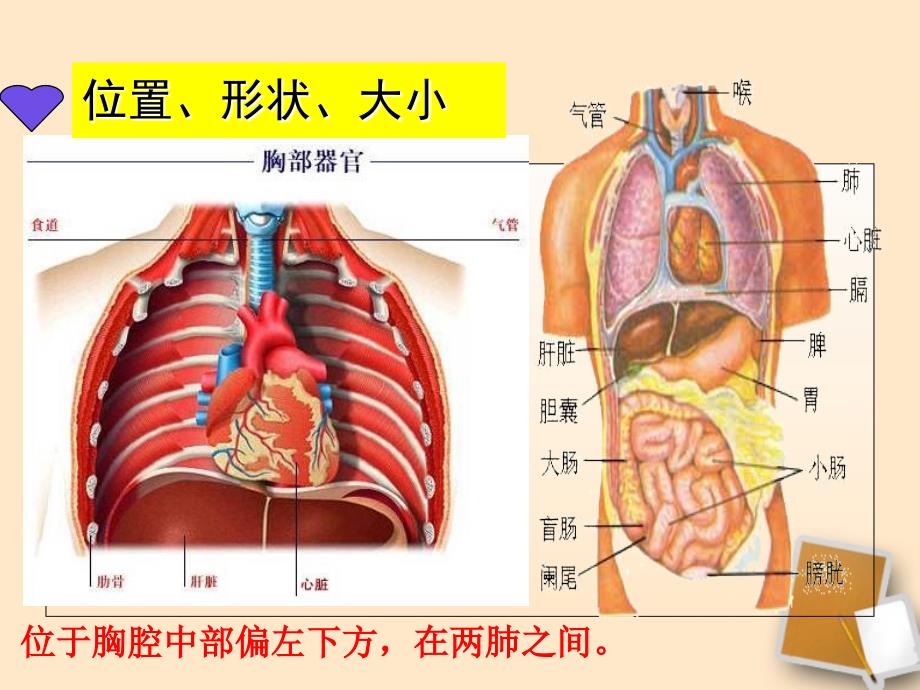 《输送血液的泵--心脏》课件人教新课标版_第3页