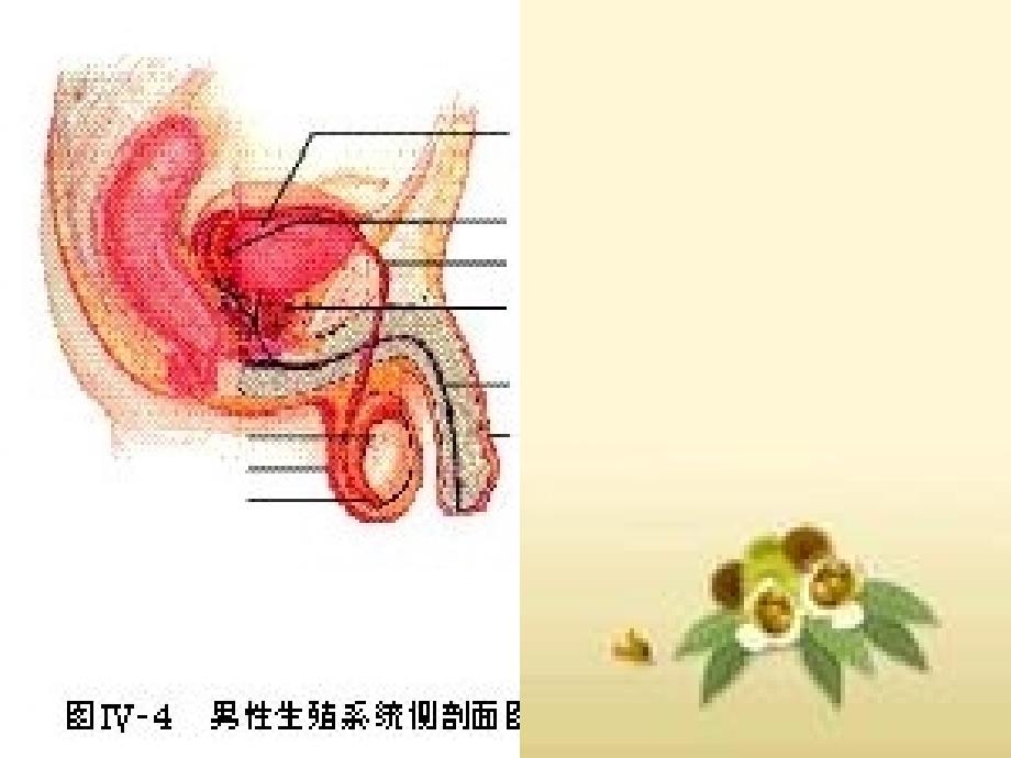 德安生物教学工作室系列微课生物的生殖之人的生殖_第3页