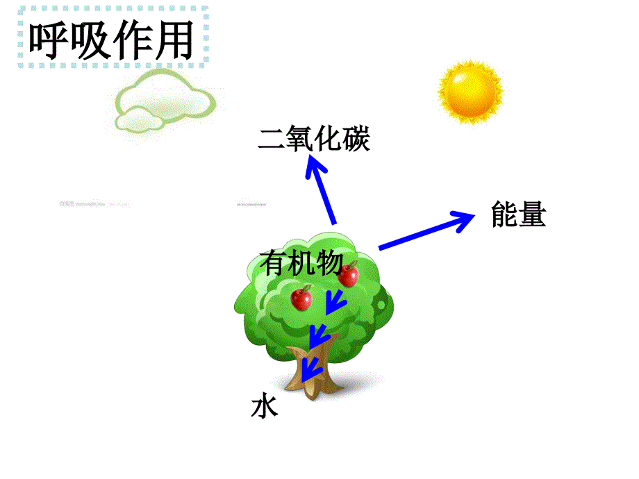 绿色植物在生物圈中的作用课课件_第4页