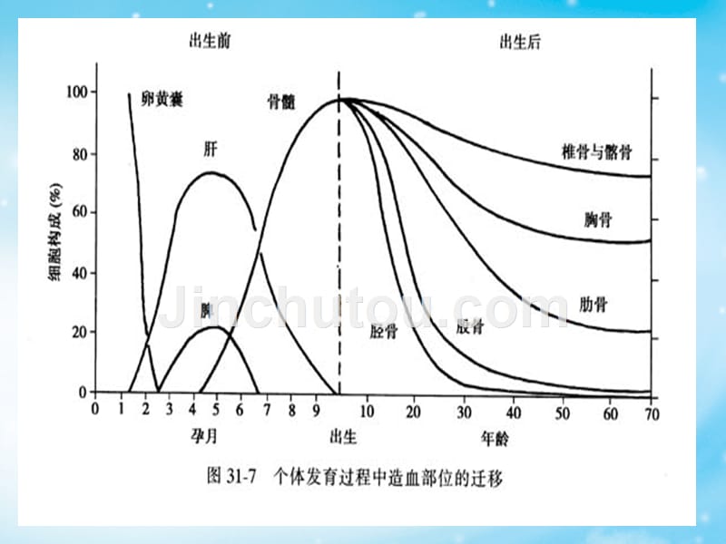 血细胞生理、血型和输血原则_第4页