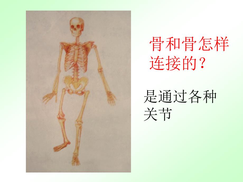 青岛版小学科学三年级下册精品课件《关节》_第2页