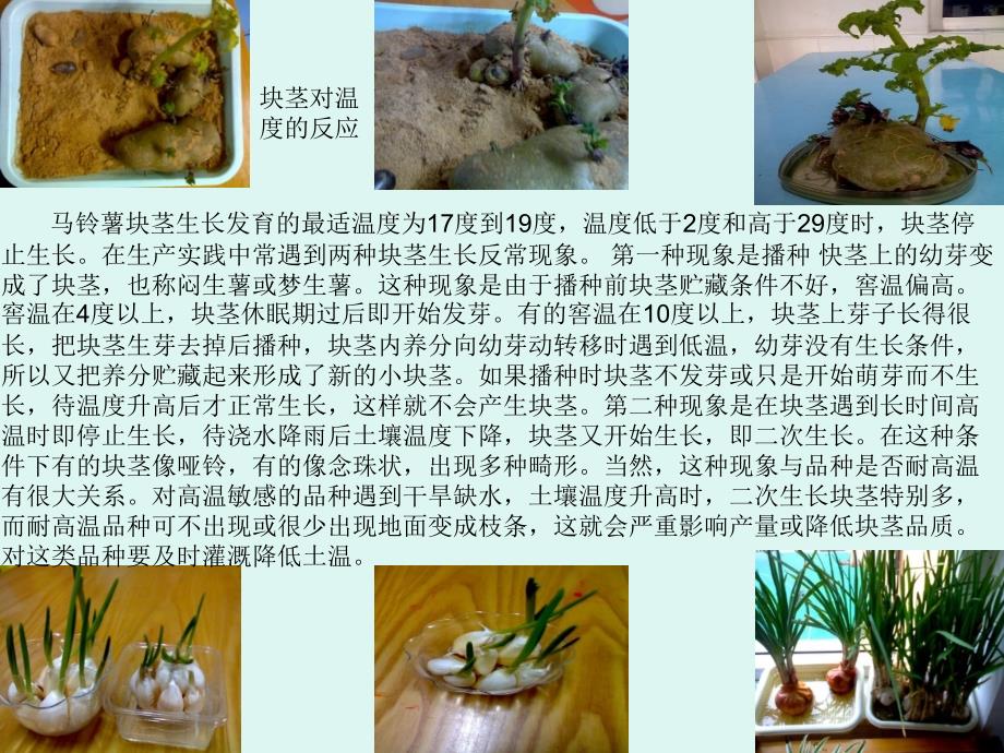 植物的种植方法PPt_第2页