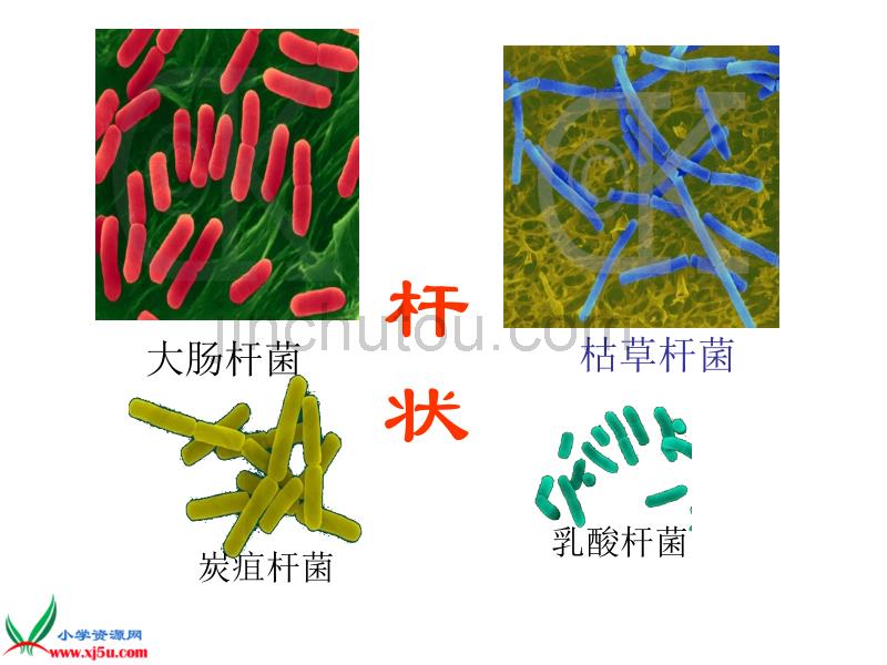 青岛版小学六年级科学上册课件《细菌》_第4页