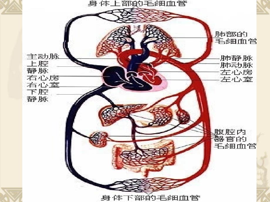 血液的组成和功能_第2页