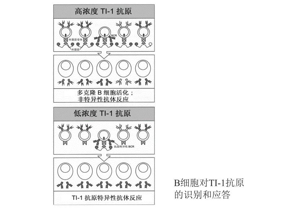 B淋巴细胞对抗原的识别及免疫应答_第5页