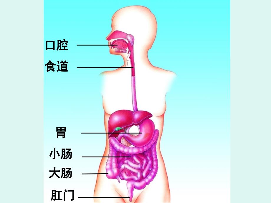 张美荣四年级上册科学_第4页