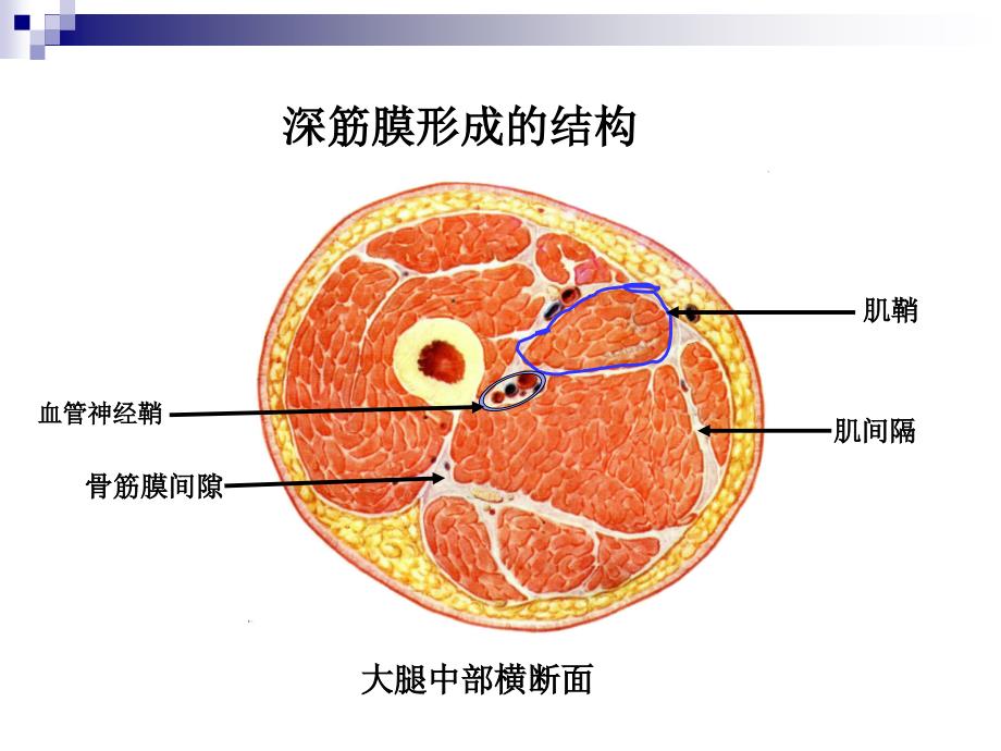 医用局部解剖学-头、面部_第4页