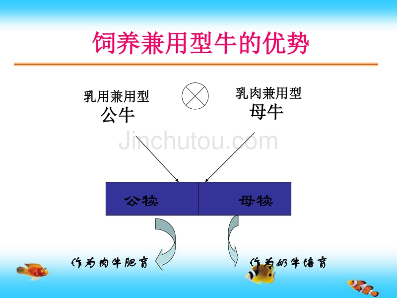 兼用牛品种_第2页