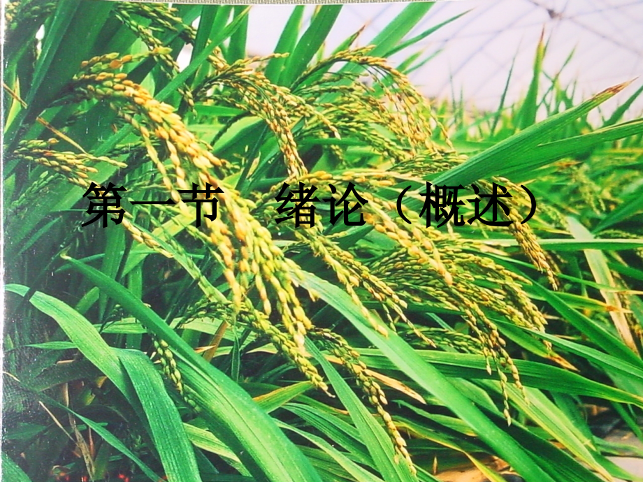 水稻栽培(园林专业)_第2页