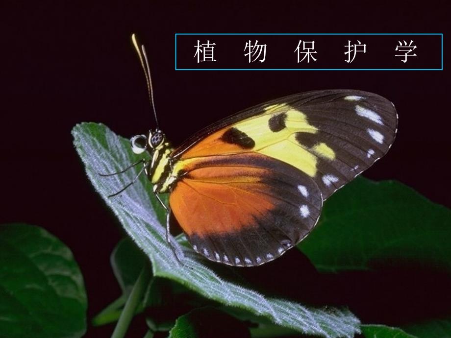 昆虫体躯的构造与功能_第1页