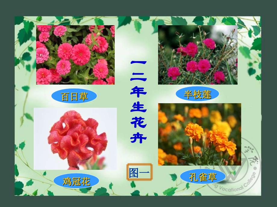 潍坊职院花卉栽培-1、2花卉的分类、花卉栽培与环境_第3页