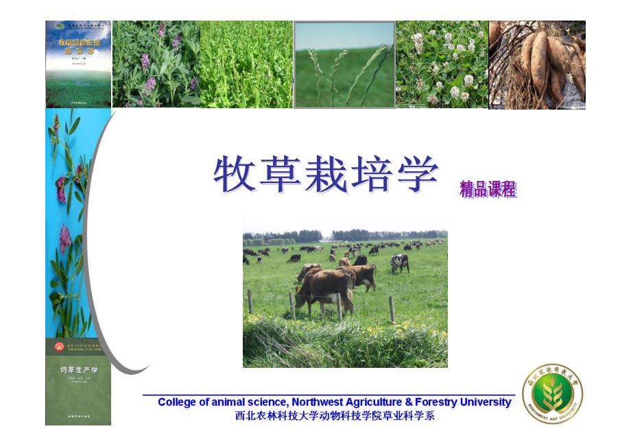 第九章第二节 苜蓿属_第1页