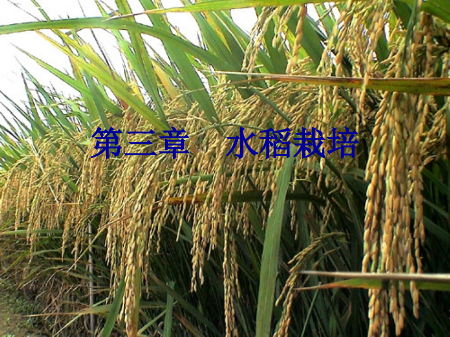 水稻栽培_第1页