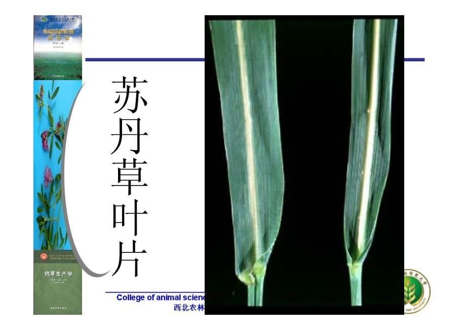 第十章第五节 苏丹草及其他禾本科牧草_第5页