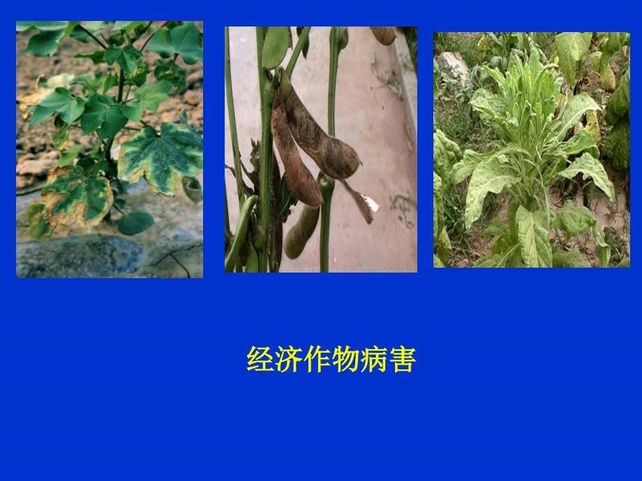 农业植物病理学（普通农业植物病理学(河南农大)1农业植物病理学绪论_第5页