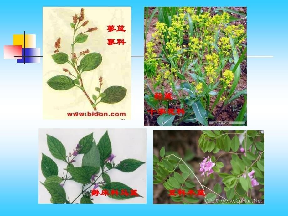 植物资源课件色素植物资源_第5页