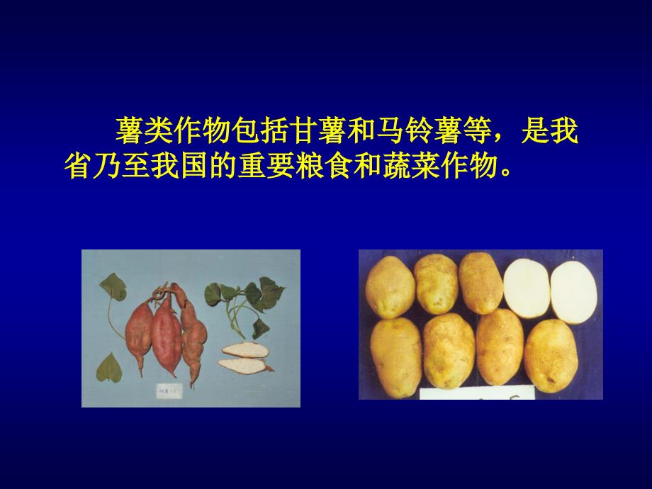 农业植物病理学（普通农业植物病理学(河南农大)6农业植物病理学薯类病害_第3页